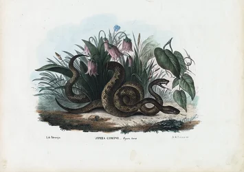 European Adder